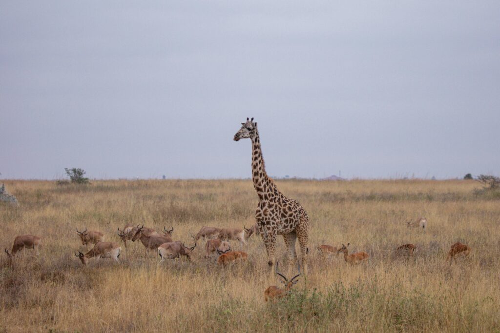Kenia